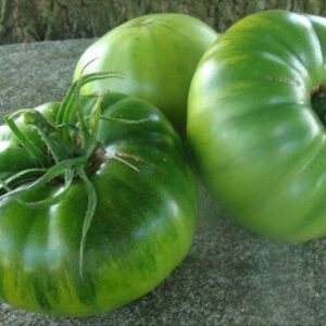 Tomates de Marmande vertes