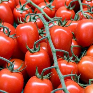 tomates-picadilly