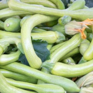 courgette-trompette