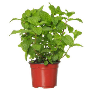 Menthe verte pot